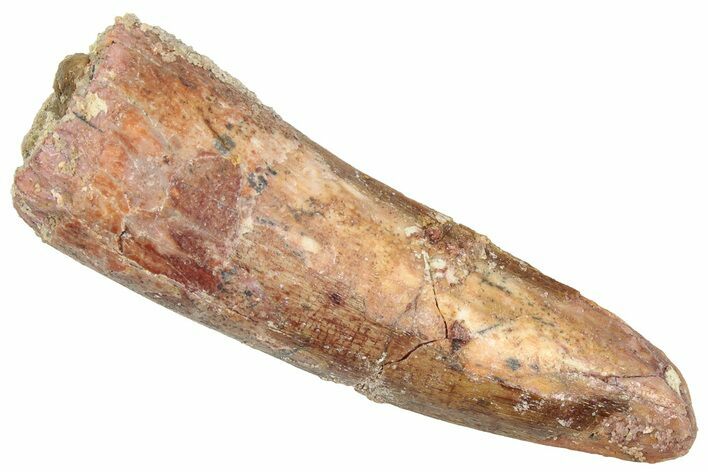 Fossil Spinosaurus Tooth - Real Dinosaur Tooth #357833